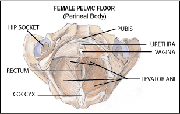 Pelvic Floor