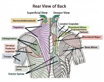 Posterior Thorax
