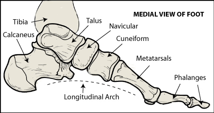 Ankle Foot Bone Diagram - Diagram Media