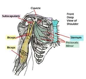 Lateral Thorax