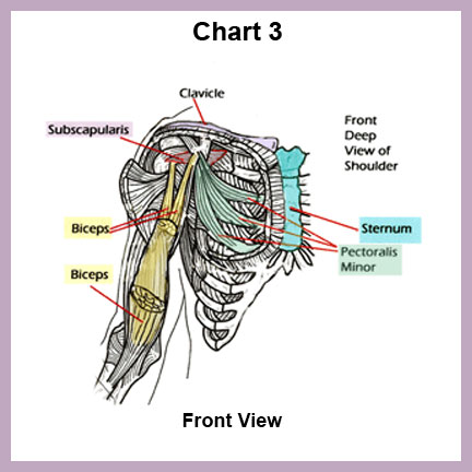 Rotator Cuff – Monica Mathews Yoga